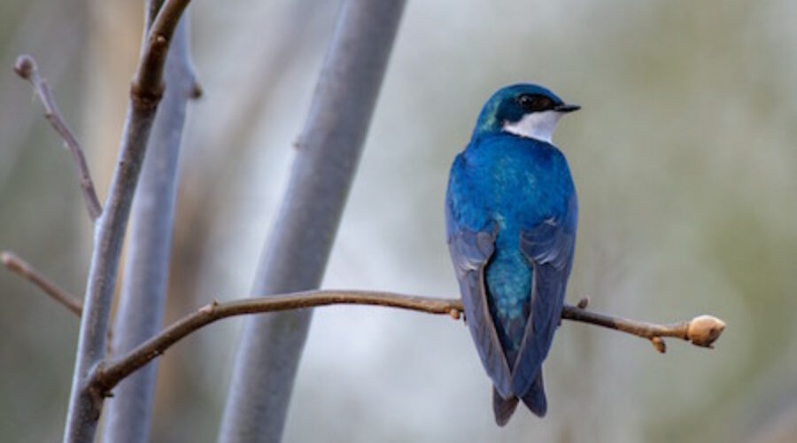 Tree Swallow