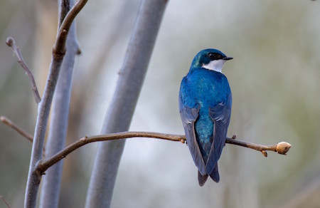 Tree Swallow