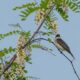 Father’s Day Walk at Bles Park Finds a Mississippi Kite