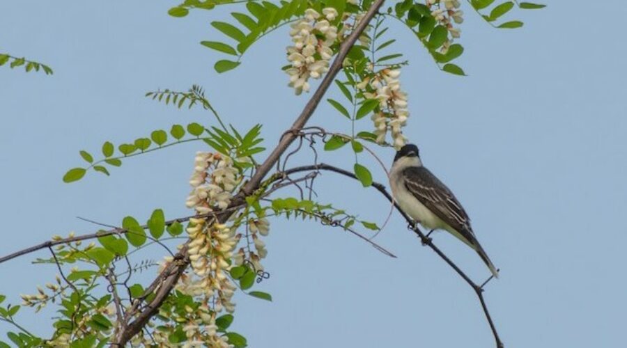 Father’s Day Walk at Bles Park Finds a Mississippi Kite