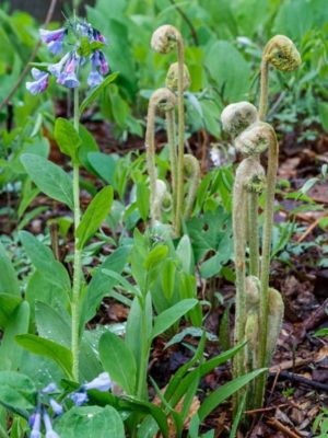 Fiddleheads wtih Virginia Bluebells
Photo by Norm Gresley