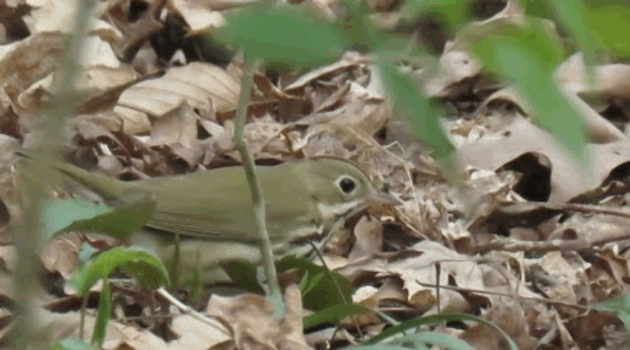 Birds More Heard Than Seen at Izaak Walton League Property