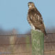 Searching for Birds of Prey: A Class and Field Trip