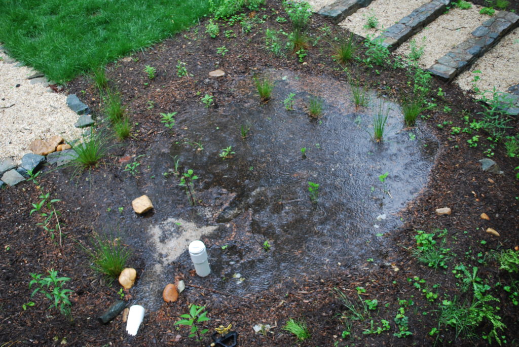 A rain garden collecting water
