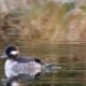 Birding Algonkian