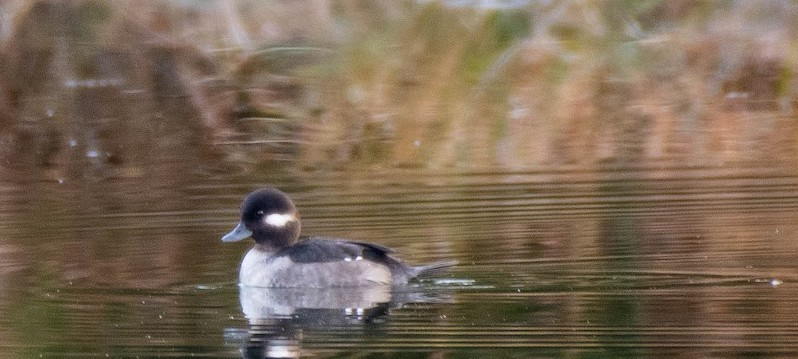 Bufflehead