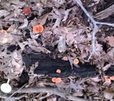 Decomposers are an important element to rich living soil