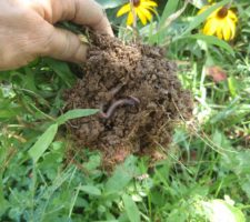 Earthworm contributing to the soil ecosystem.