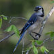 All About Bird Watching with Joe Coleman (Virtual)
