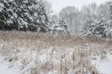 Meadow in Winter