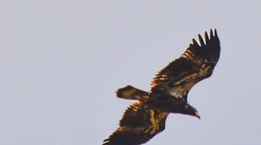 Bald Eagle