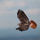 Hawks: Their Natural History and Migratory Habitats (Virtual)