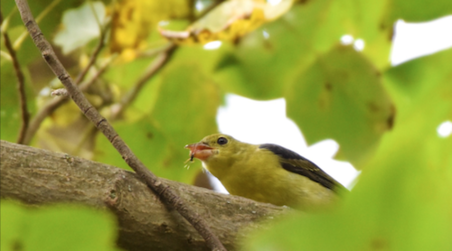 Scarlet Tanager