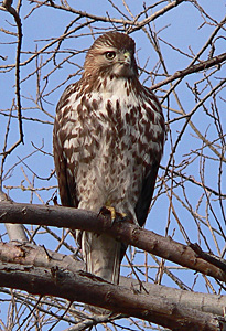 Juvenile Red-tailed Hawk sitting on branch