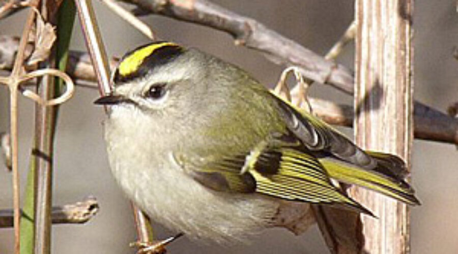 Golden-crowned Kinglet