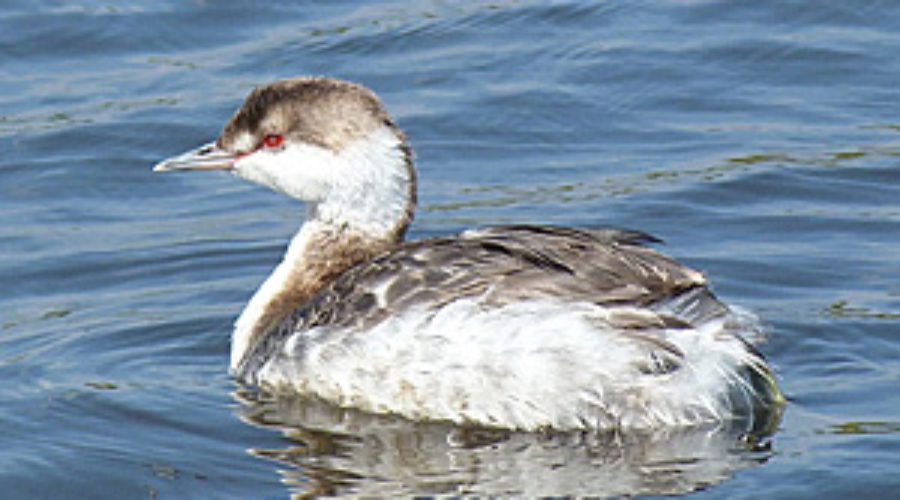 Horned Grebe in winter