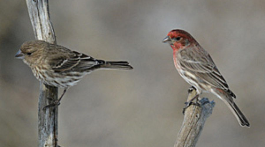 A pair of House Finches