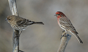 A pair of House Finches