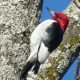 Weird and Wonderful Woodpeckers