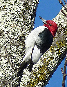 Red-headed Woodpecker on tree trunk
