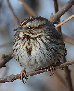 Song Sparrow sitting on branch