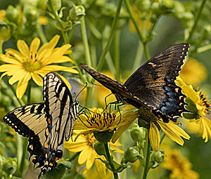 Two Eastern Tiger Swallowtails