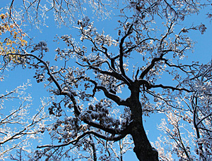 Chestnut Oak tree