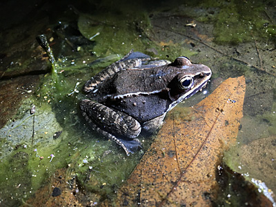 Wood frog in pond