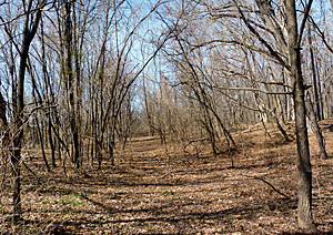 Forest in March