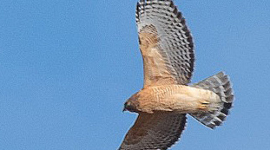 Red-shouldered Hawk in flight