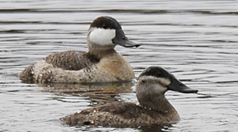 Two Ruddy Ducks
