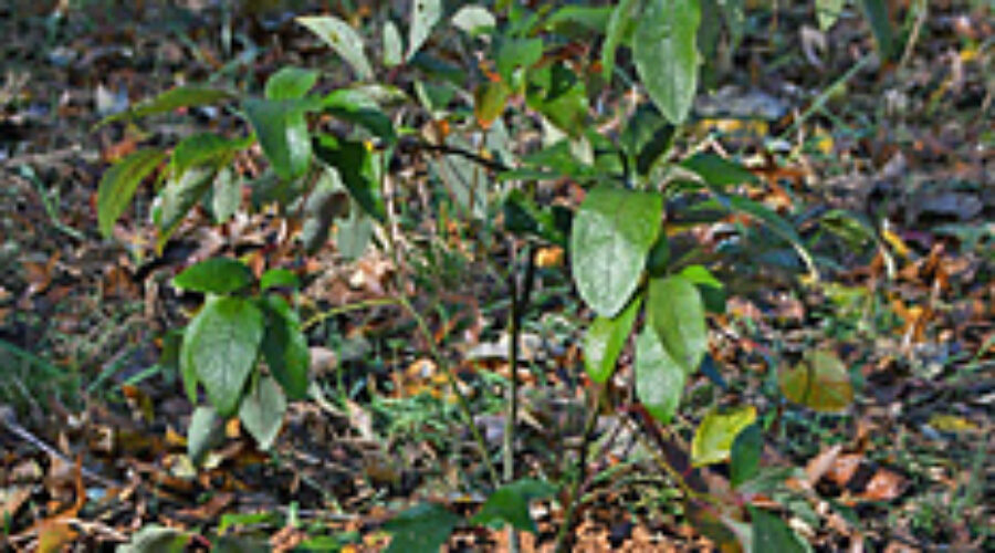 Sassafras sapling