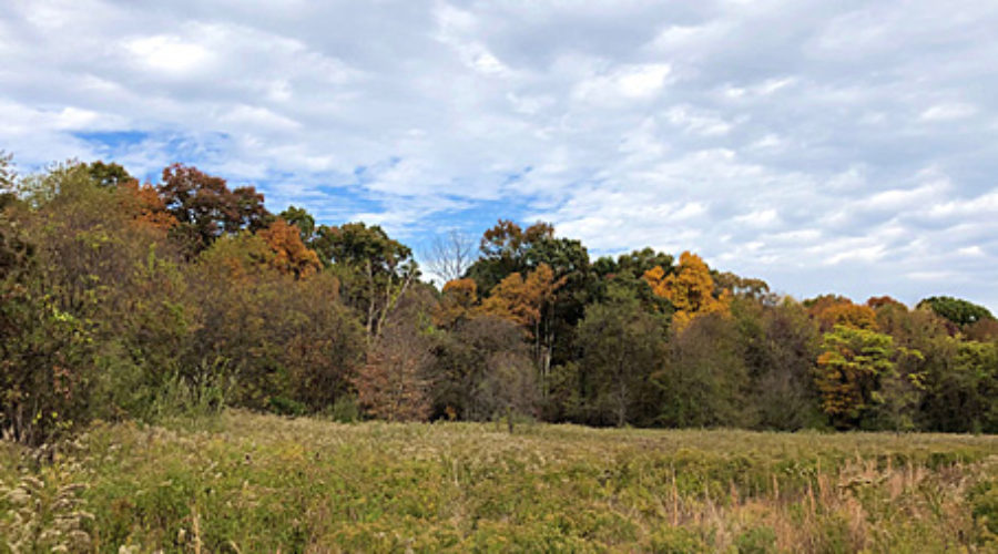 JK Black Oak Wildlife Sanctuary Oct. 2019