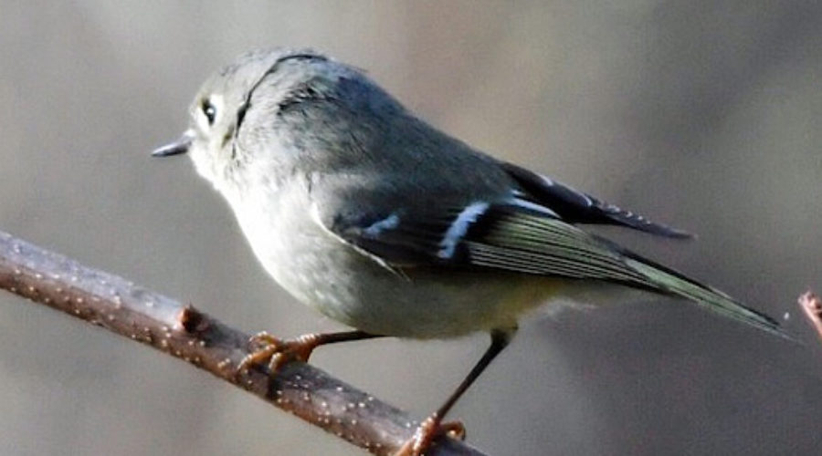 Ruby-crowned Kinglet