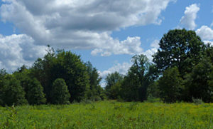 Field and forest at Black Oak