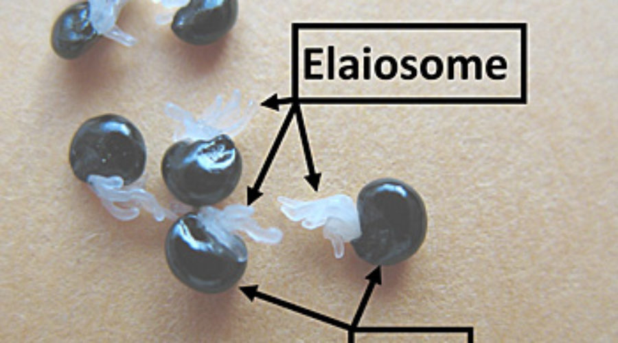 Seeds with Elaiosome