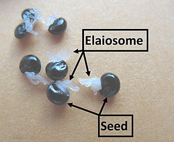 Seeds with Elaiosome