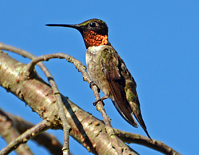 Ruby-throated Hummingbird on branch