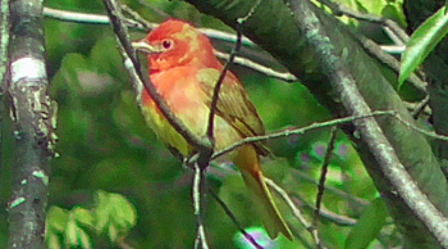 First year Summer Tanager