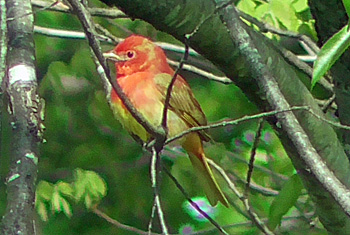First year Summer Tanager