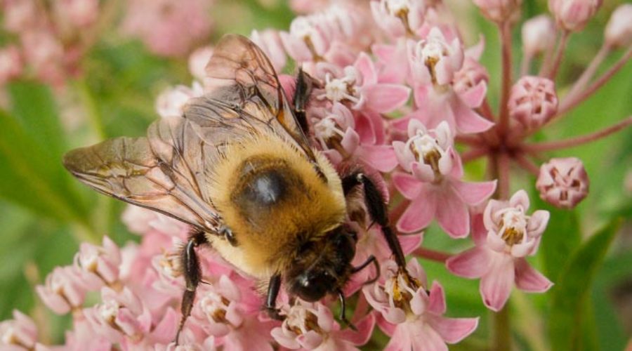 You Can Help to Restore the Little Things That Run the World