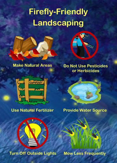 Firefly-Friendly landscaping