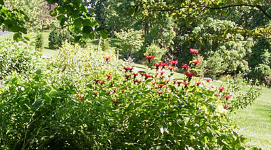 Edge of native garden
