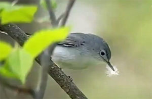 Blue-gray Gnatcatcher with nesting material