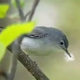 Blue-gray Gnatcatchers: Building a Nest