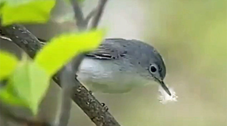 Blue-gray Gnatcatcher with nesting material