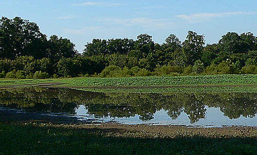 Dulles Wetlands