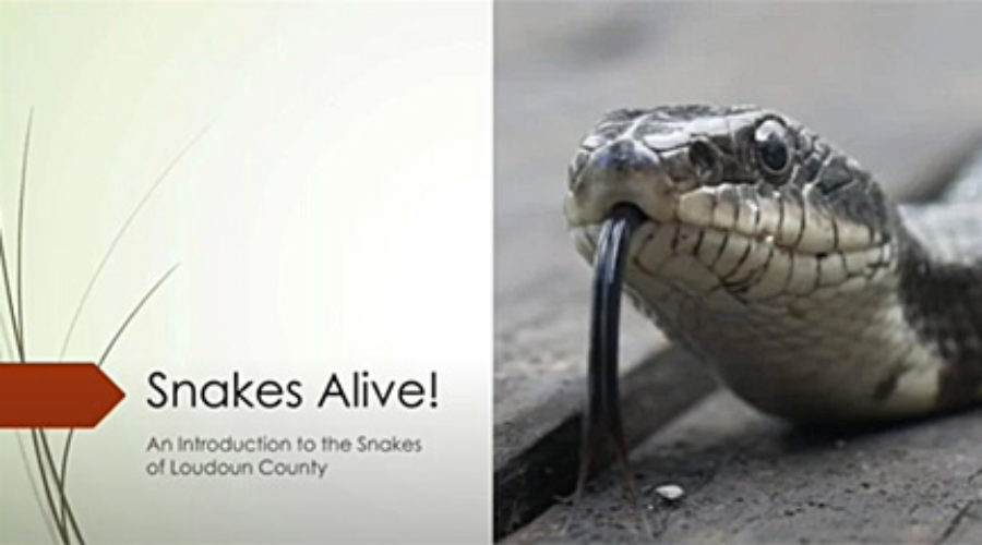 Snakes Alive Presentation