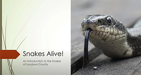 Snakes Alive Presentation