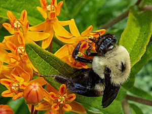 Brown-belted Bumblebee on Butterflyweed
